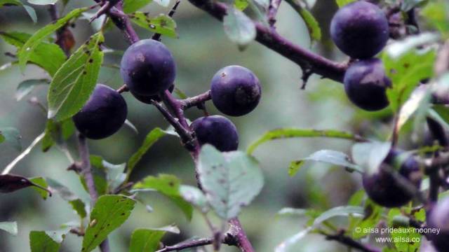 foraging, wild food, wild fruit, berries, ireland, hedgerow, autumn, travel, travelogue, ailsa prideaux-mooney, sloe, blackthorn