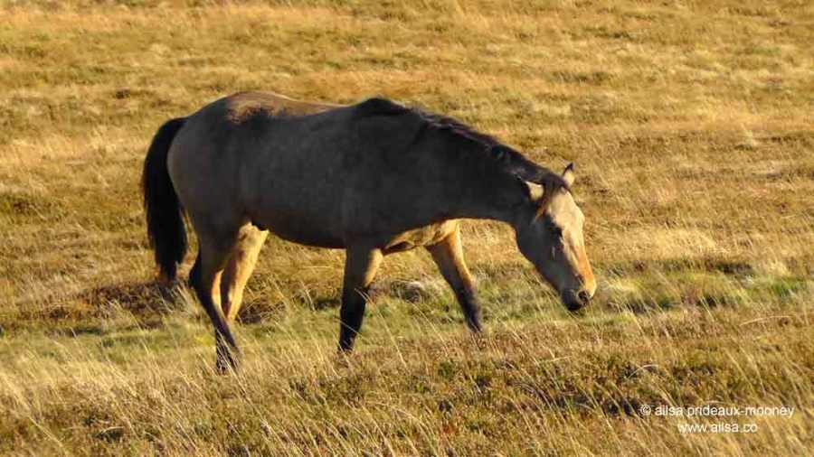 mount leinster, carlow, ireland, nine stones viewing point, travel, wild horses, travelogue, ireland