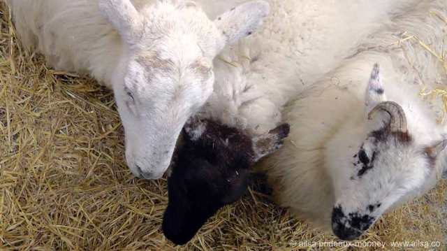 dublin chinese new year festival 2015, dragons, tai chi, kung fu, dragon dance, lion dance, year of the sheep, chinese harp, zither, travel, travelogue, ailsa prideaux-mooney