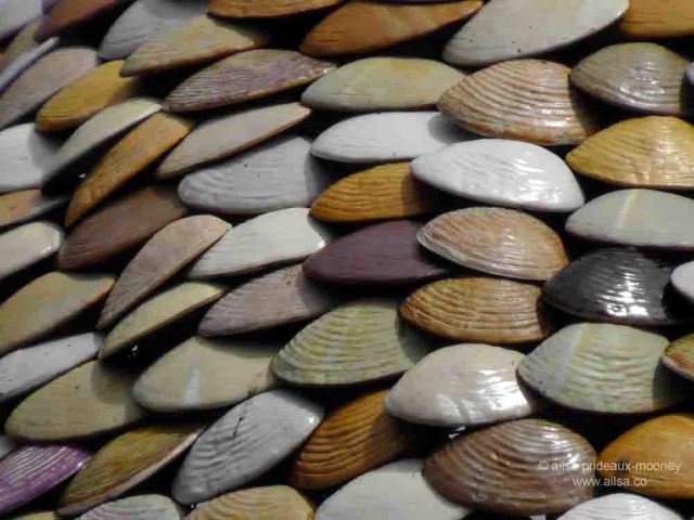 clam tree, witness trees, ballard, seattle, travel, travelogue, ailsa prideaux-mooney