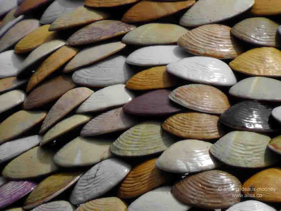 clam tree, witness trees, ballard, seattle, travel, travelogue, ailsa prideaux-mooney