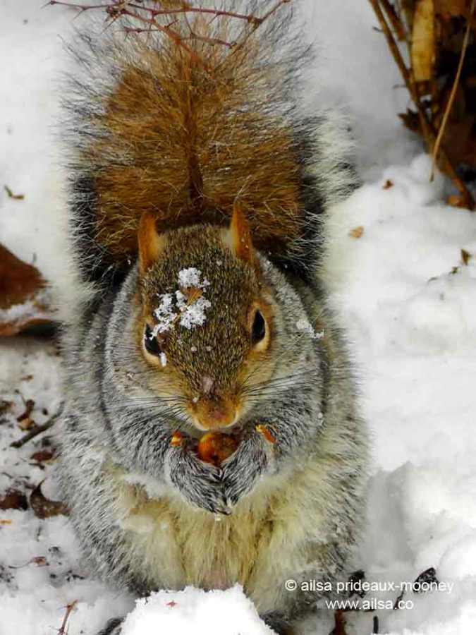 squirrel, snow, central park, new york, wildlife photography, ailsa prideaux-mooney