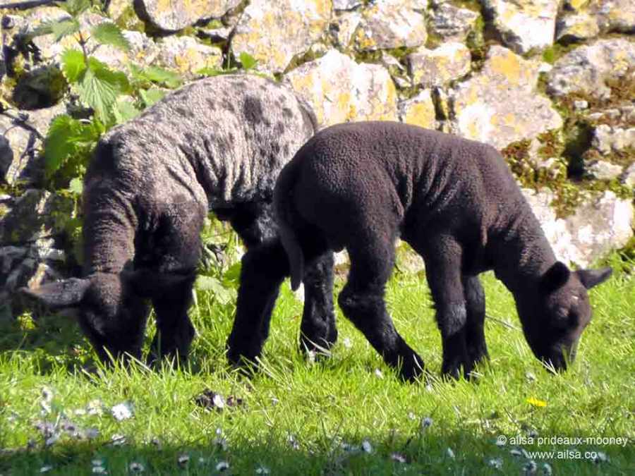 rock of cashel, st patrick's rock, tipperary, ireland, travel, ailsa prideaux-mooney