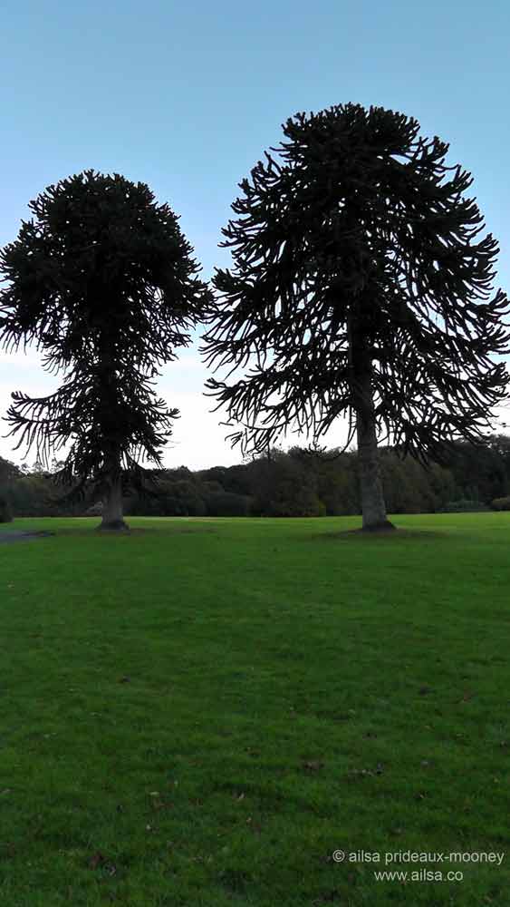 emigrant trail, wexford, jfk, kennedy, john f kennedy, ireland, travel, travelogue, dunbrody famine ship, new ross, jfk arboretum, kennedy homestead, ailsa prideaux-mooney