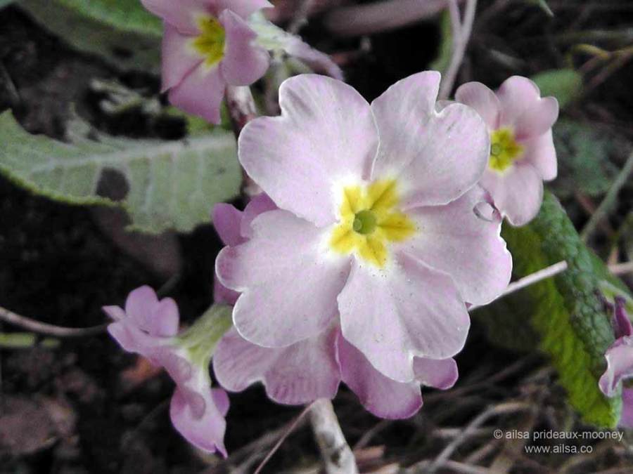 wild primrose, primula vulgaris, ireland, springtime, spring, ailsa prideaux-mooney