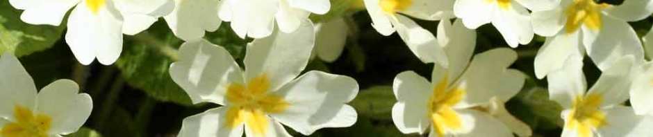 wild primrose, primula vulgaris, ireland, springtime, spring