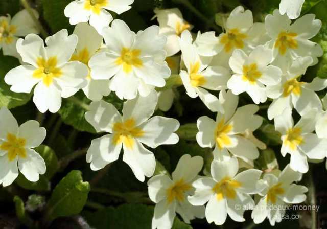 wild primrose, primula vulgaris, ireland, springtime, spring