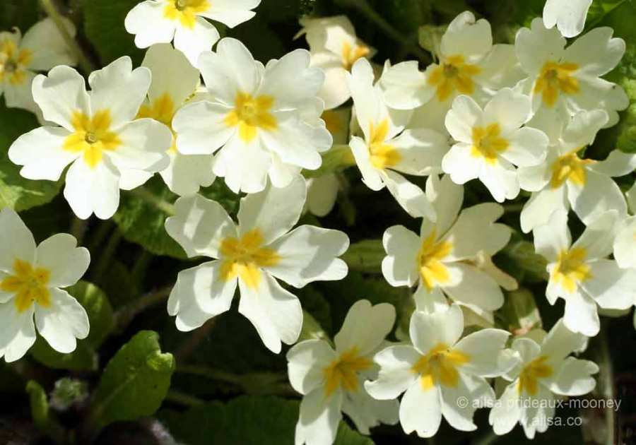 wild primrose, primula vulgaris, ireland, springtime, spring