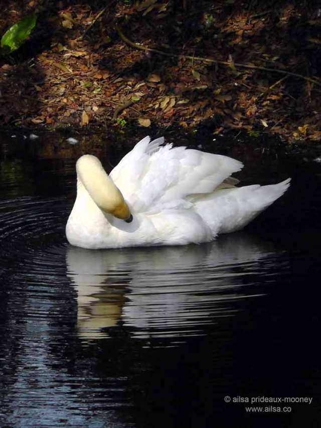 altamont house, altamont gardens, carlow, ireland, irish gardens, travel, travelogue, ailsa prideaux-mooney, irish houses
