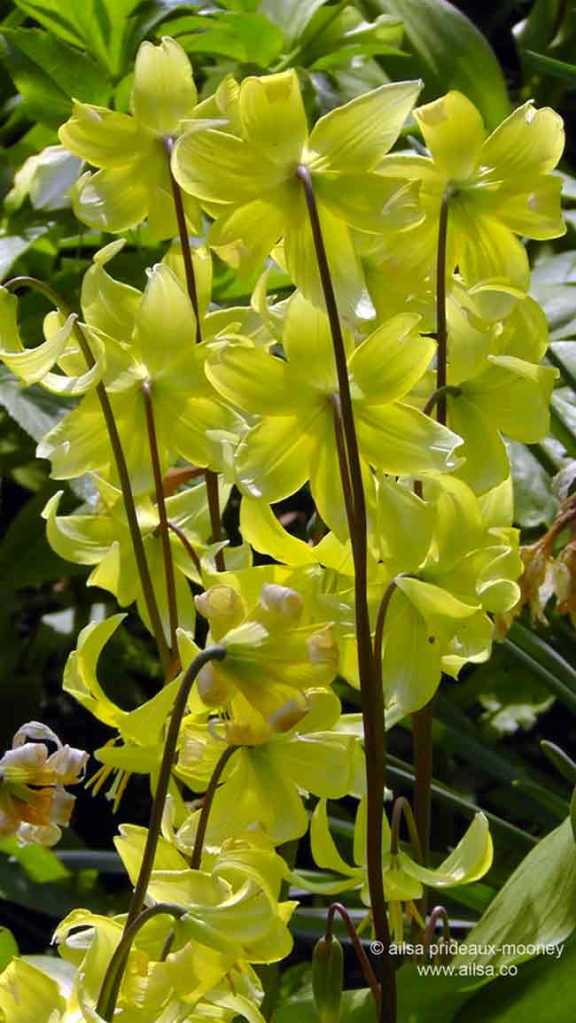 altamont house, altamont gardens, carlow, ireland, irish gardens, travel, travelogue, ailsa prideaux-mooney, irish houses