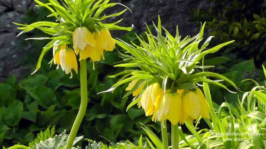 altamont house, altamont gardens, carlow, ireland, irish gardens, travel, travelogue, ailsa prideaux-mooney, irish houses