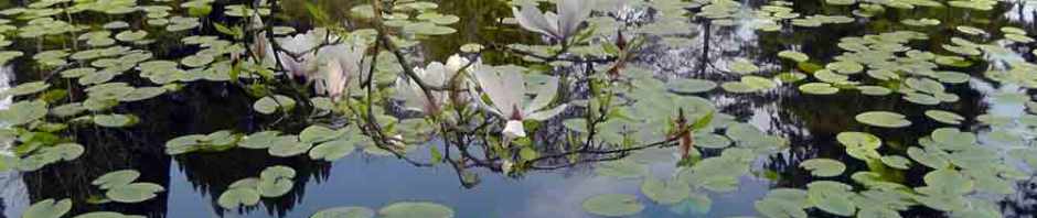 altamont house, altamont gardens, carlow, ireland, irish gardens, travel, travelogue, ailsa prideaux-mooney, irish houses