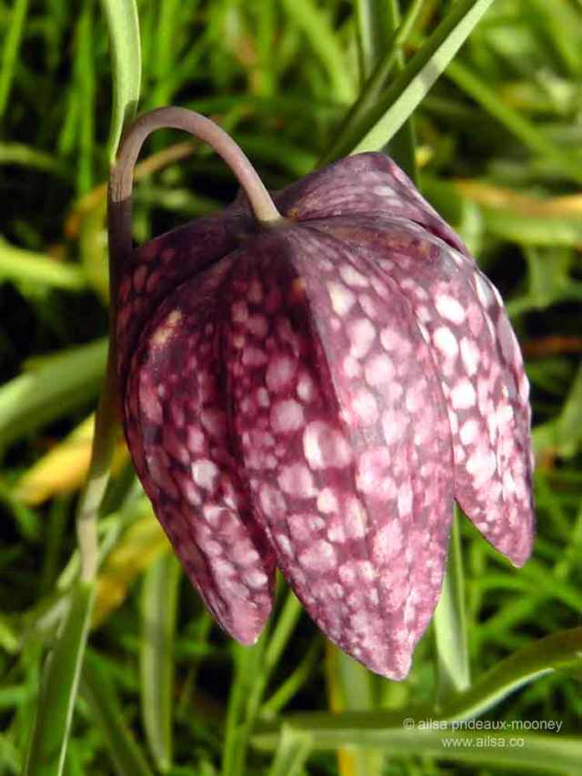 altamont house, altamont gardens, carlow, ireland, irish gardens, travel, travelogue, ailsa prideaux-mooney, irish houses