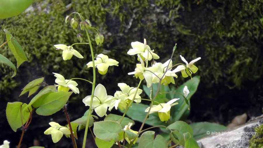 altamont house, altamont gardens, carlow, ireland, irish gardens, travel, travelogue, ailsa prideaux-mooney, irish houses