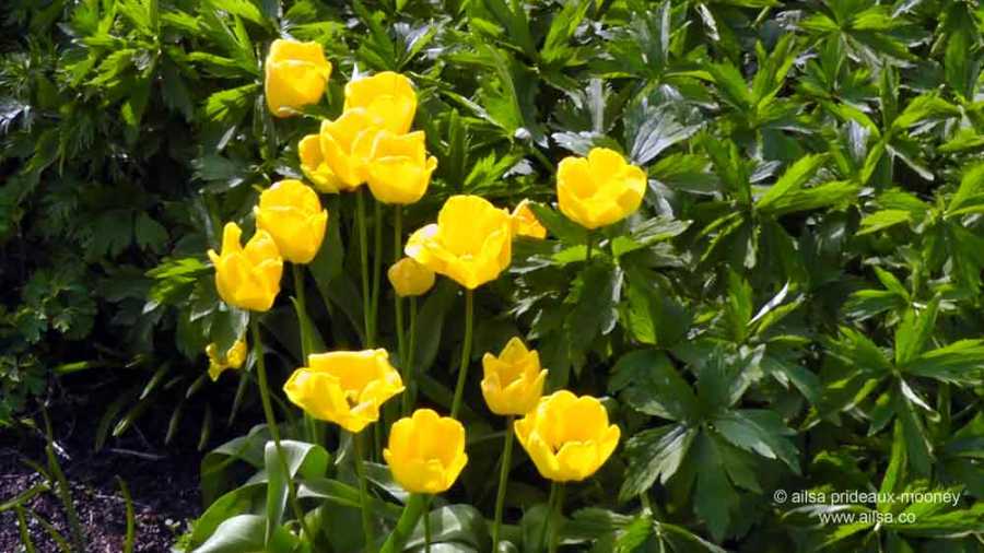 altamont house, altamont gardens, carlow, ireland, irish gardens, travel, travelogue, ailsa prideaux-mooney, irish houses