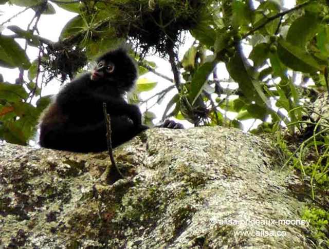 spider monkey, tikal, guatemala, travel, travelogue, photography, ailsa prideaux-mooney