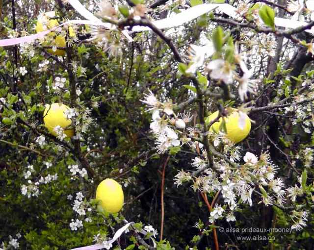 may bush, may bough, irish traditions, irish customs, travel, travelogue, ailsa prideaux-mooney