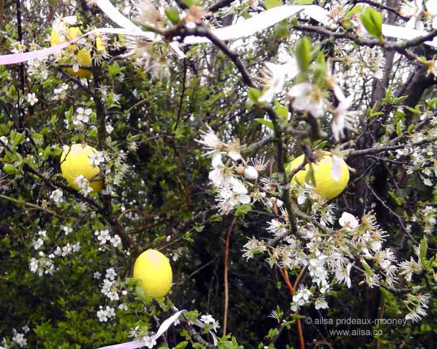 may bush, may bough, irish traditions, irish customs, travel, travelogue, ailsa prideaux-mooney