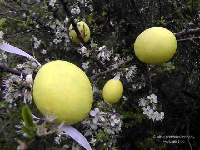 may bush, may bough, irish traditions, irish customs, travel, travelogue, ailsa prideaux-mooney, beltane, la beltaine