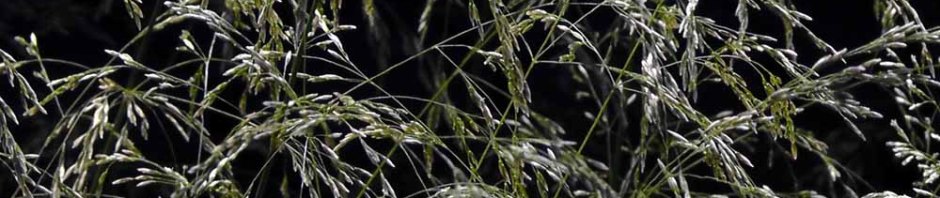 battery park, piet oudolf, manhattan, new york, travel, travelogue, photography, ailsa prideaux-mooney