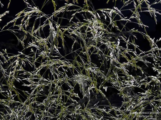 battery park, piet oudolf, manhattan, new york, travel, travelogue, photography, ailsa prideaux-mooney