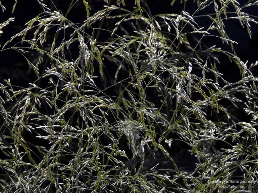 battery park, piet oudolf, manhattan, new york, travel, travelogue, photography, ailsa prideaux-mooney