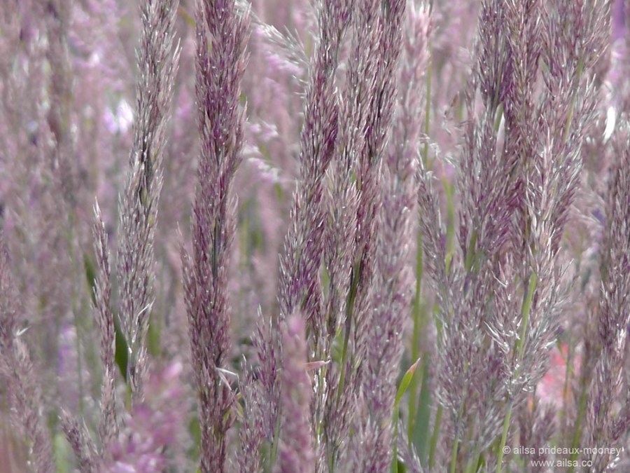 battery park, piet oudolf, manhattan, new york, travel, travelogue, photography, ailsa prideaux-mooney