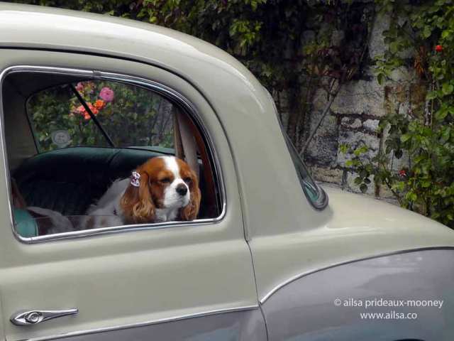 vintage car rally, irish veteran and vintage car club, powerscourt estate, picnic, travel, travelogue, ireland, ailsa prideaux-mooney