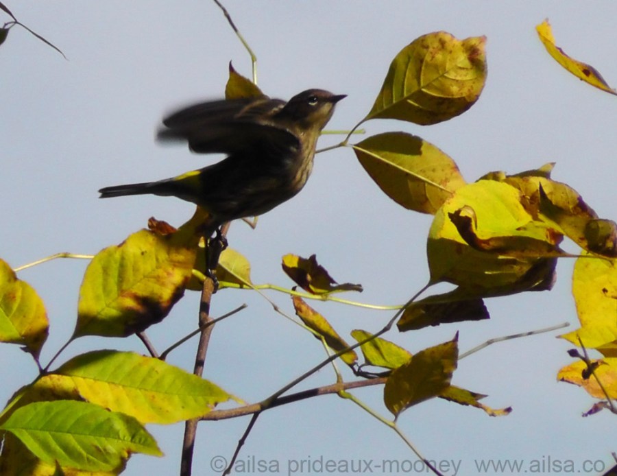 bird photography, flight, new york, travel, travelogue, ailsa prideaux-mooney