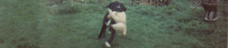 major, boxer, travel. travelogue, ailsa prideaux-mooney