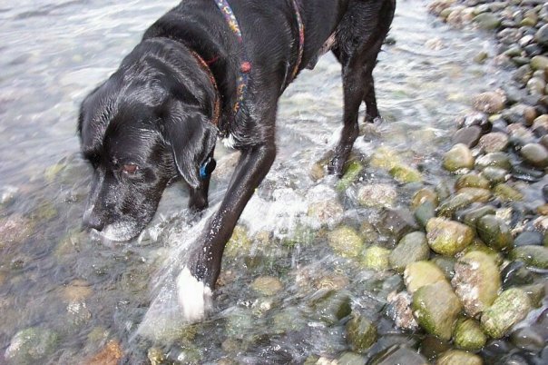 beach, vashon island, major, boxer dog, travel, travelogue, true love, ailsa prideaux-mooney