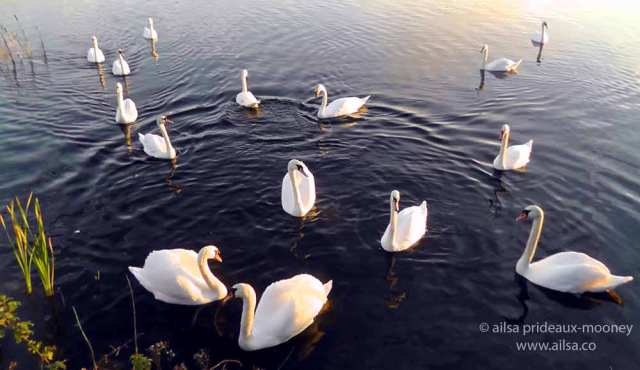 swan lake, loughaderra, cork, midleton, castlemartyr, ireland, travel, travelogue, ailsa prideaux-mooney