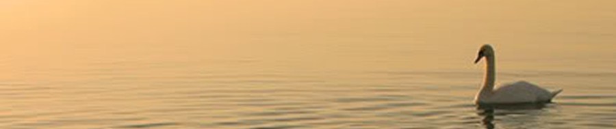 swan lake, loughaderra, cork, midleton, castlemartyr, ireland, travel, travelogue, ailsa prideaux-mooney