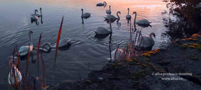 swan lake, loughaderra, cork, midleton, castlemartyr, ireland, travel, travelogue, ailsa prideaux-mooney