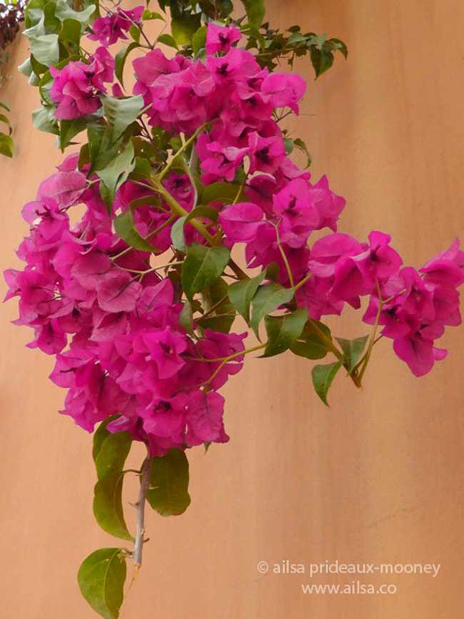 antigua, guatemala, flowers, architecture, travel, travelogue, ailsa prideaux-mooney