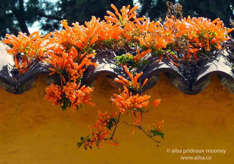 antigua, guatemala, flowers, architecture, travel, travelogue, ailsa prideaux-mooney