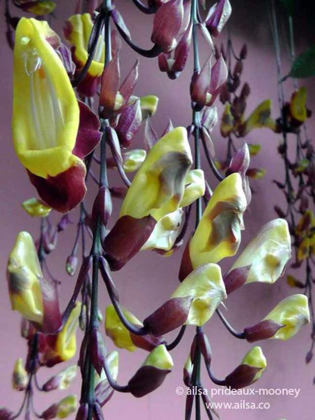 antigua, guatemala, flowers, architecture, travel, travelogue, ailsa prideaux-mooney