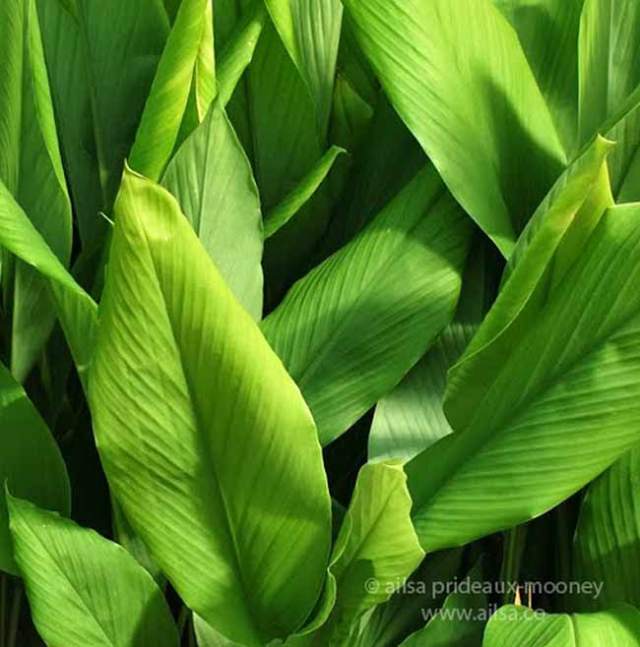 windowsill gardening, spices, travel, travelogue, ailsa prideaux-mooney