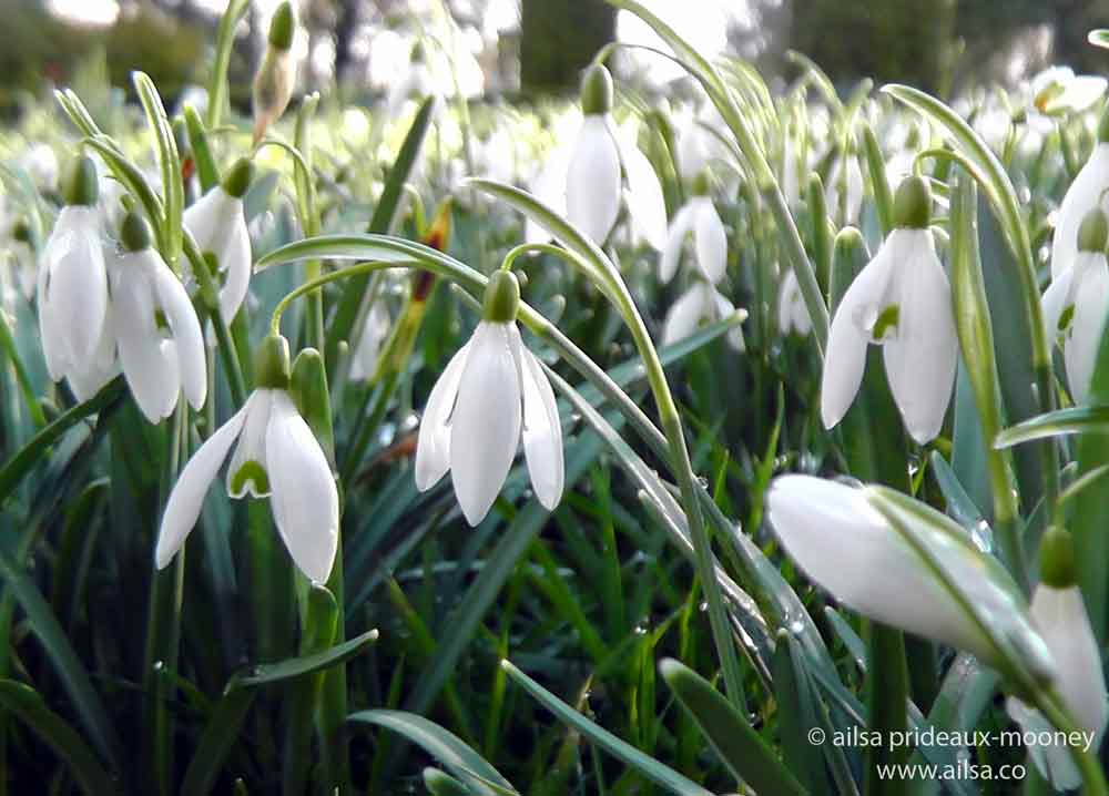 altamont gardens, snowdrop festival, ireland, travel, travelogue, ailsa prideaux-mooney