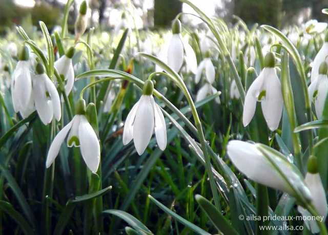 altamont gardens, snowdrop festival, ireland, travel, travelogue, ailsa prideaux-mooney