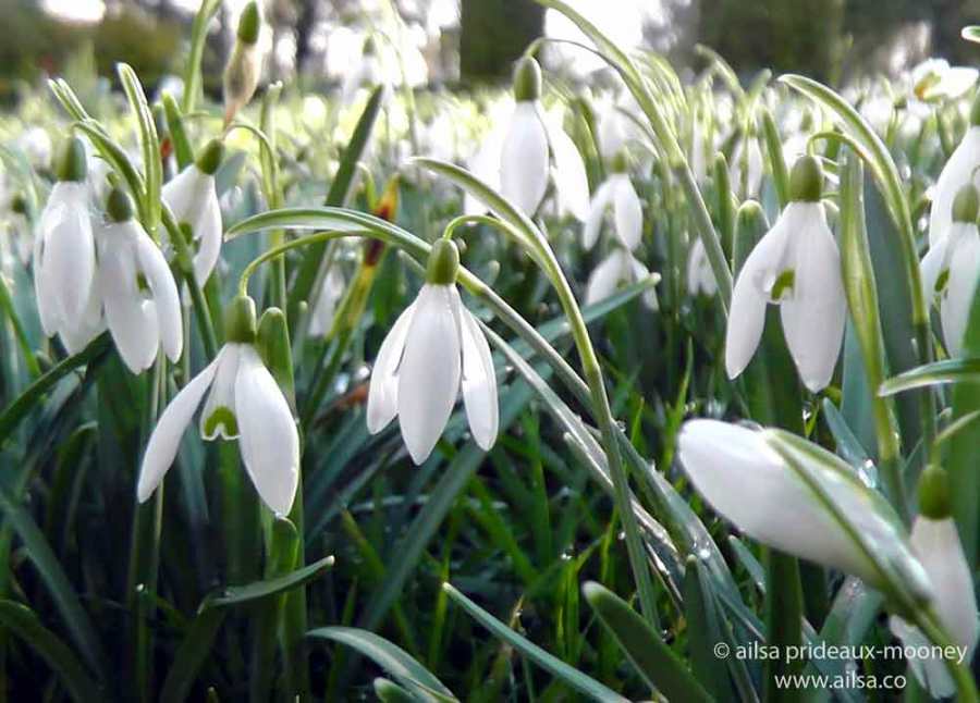 altamont gardens, snowdrop festival, ireland, travel, travelogue, ailsa prideaux-mooney