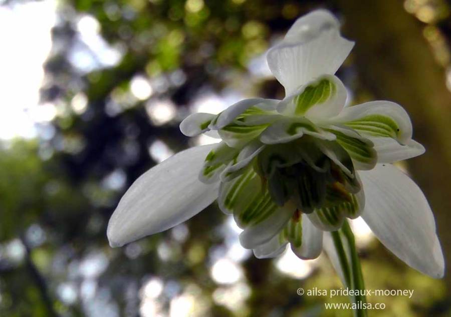 altamont gardens, snowdrop festival, ireland, travel, travelogue, ailsa prideaux-mooney