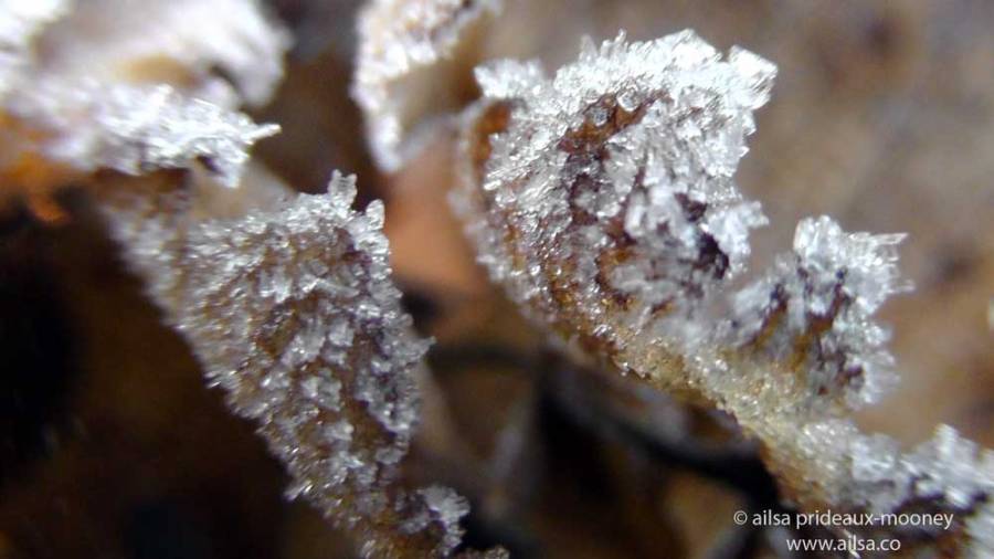 frost, leaves, winter, travel, travelogue, ailsa prideaux-mooney