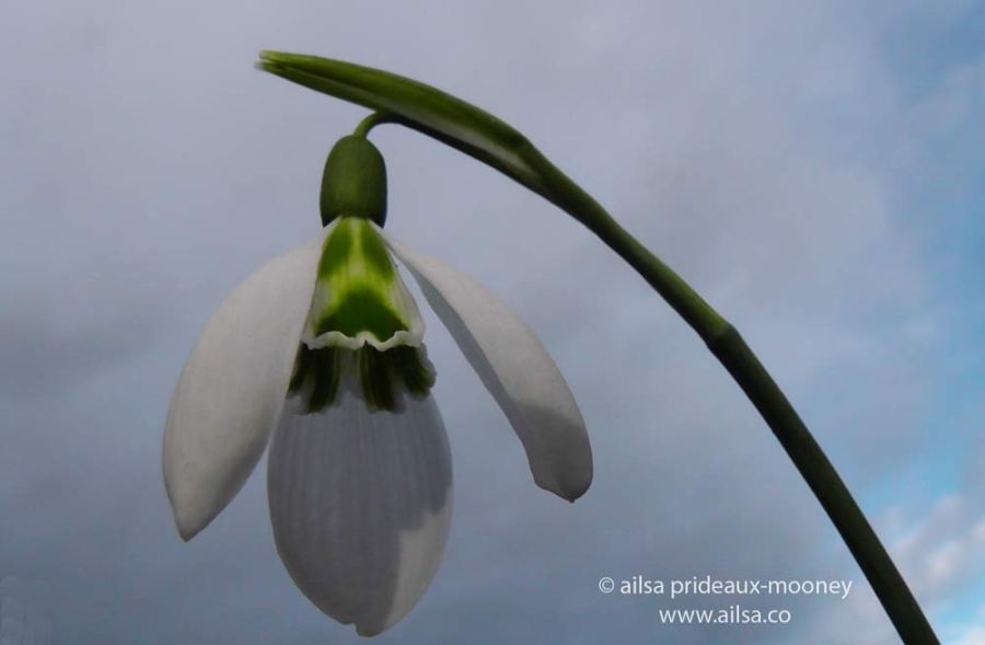 altamont gardens, snowdrop festival, ireland, travel, travelogue, ailsa prideaux-mooney