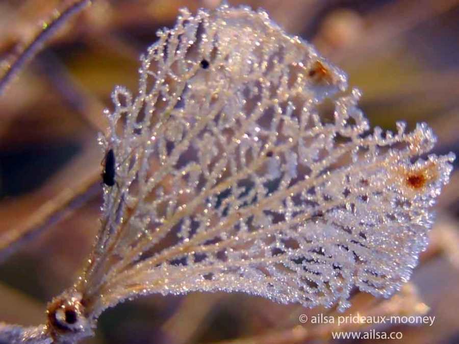 frost, leaves, winter, travel, travelogue, ailsa prideaux-mooney