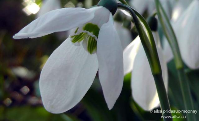 altamont gardens, snowdrop festival, ireland, travel, travelogue, ailsa prideaux-mooney