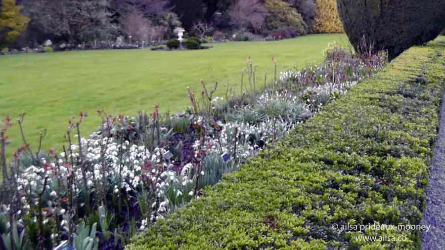 altamont gardens, snowdrop festival, ireland, travel, travelogue, ailsa prideaux-mooney