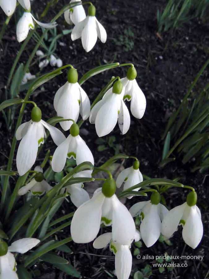 altamont gardens, snowdrop festival, ireland, travel, travelogue, ailsa prideaux-mooney
