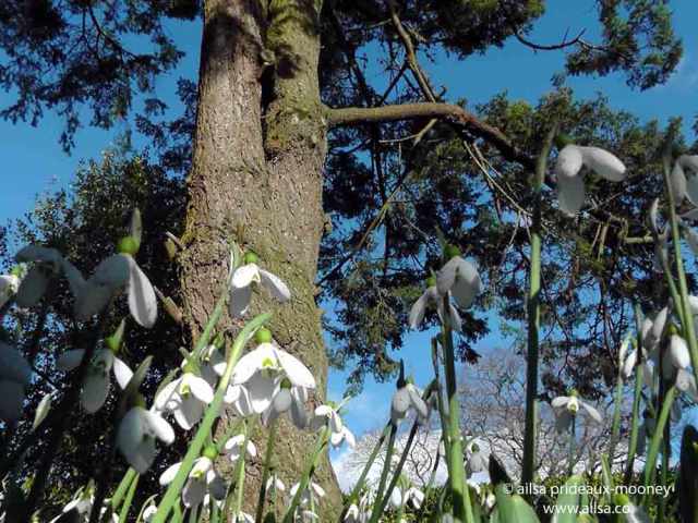 altamont gardens, snowdrop festival, ireland, travel, travelogue, ailsa prideaux-mooney
