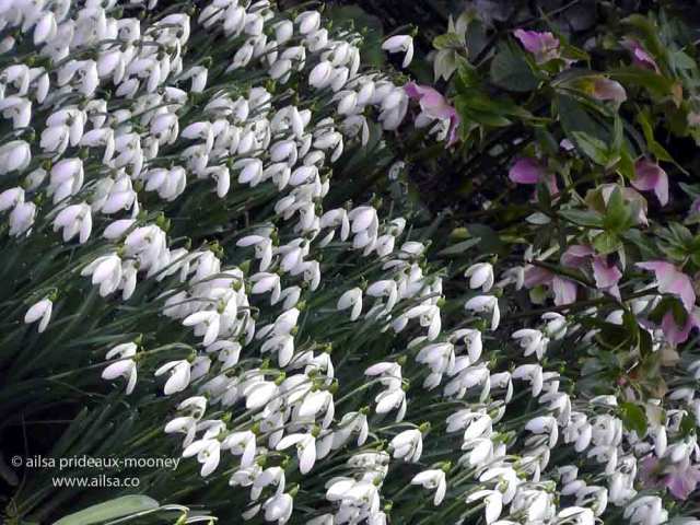 altamont gardens, snowdrop festival, ireland, travel, travelogue, ailsa prideaux-mooney